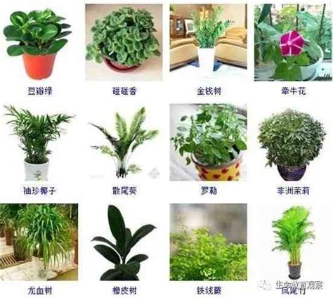 虎邊植物|你家有虎吗？来看看30种名字带有“虎”字的植物。